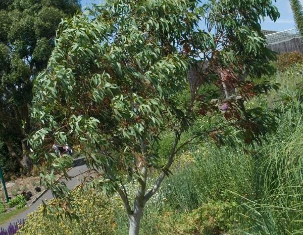 Planting a eucalyptus: where, when and how?