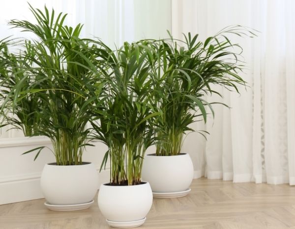 How to divide a houseplant?