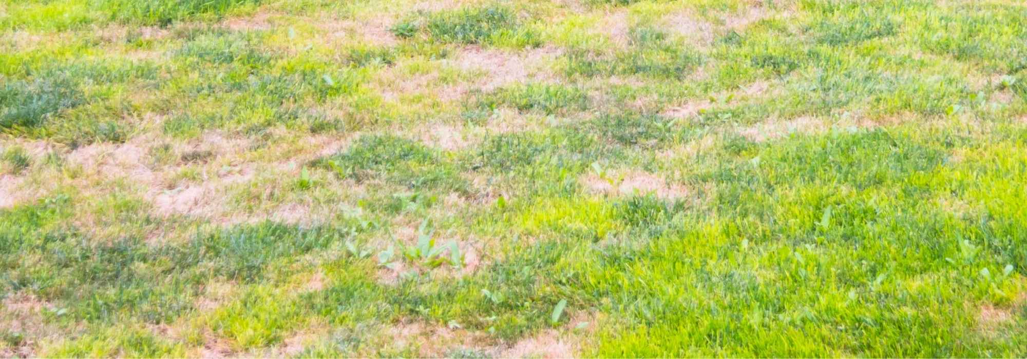 What to do about weeds taking over a sparse lawn?