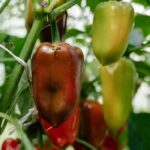 Why aren’t my peppers producing fruit?