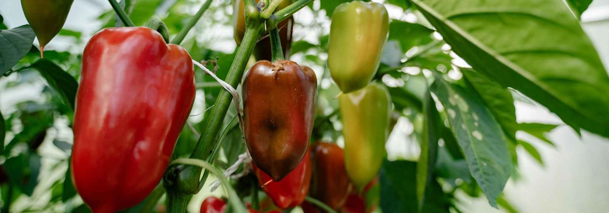 Why aren’t my peppers producing fruit?