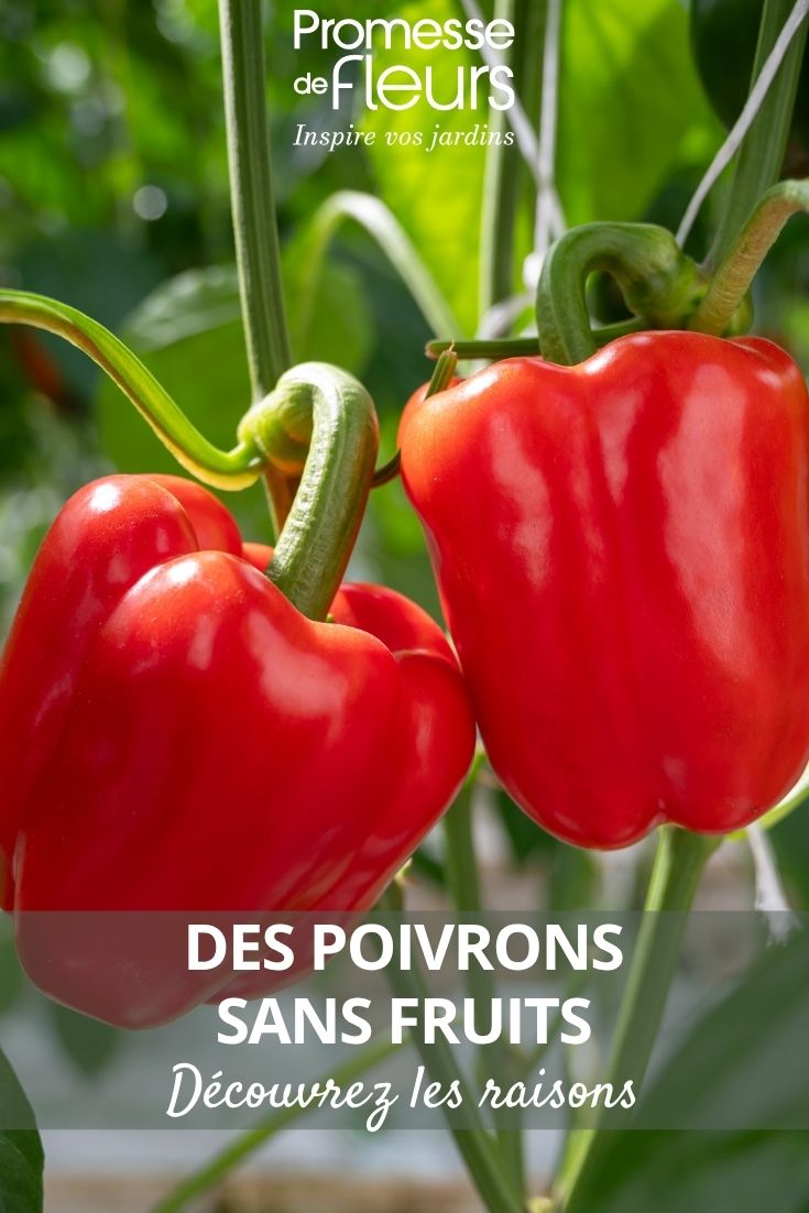 pepper plants
