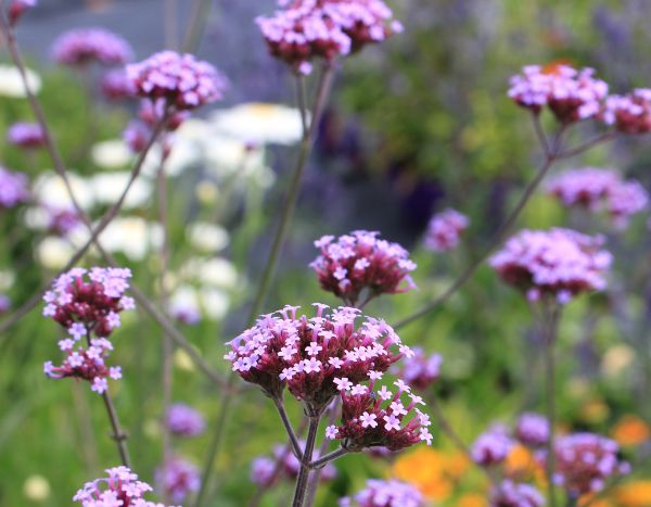 How to prune verbena?