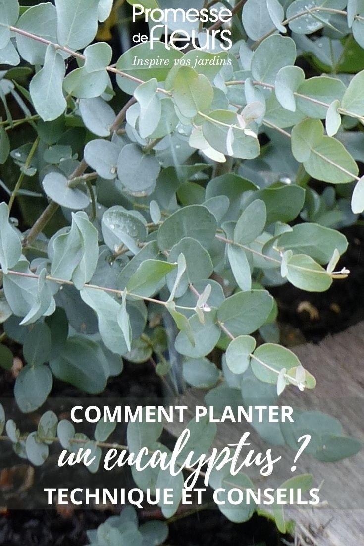 eucalyptus leaves