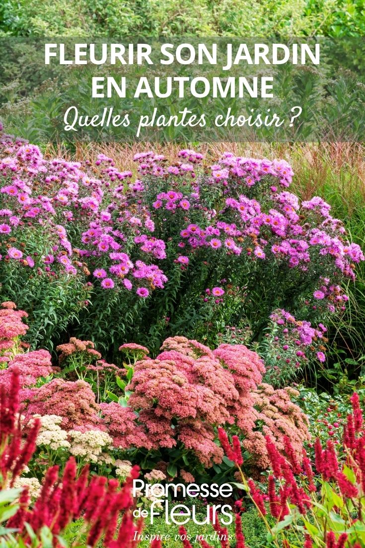 Asters and autumn-flowering plants