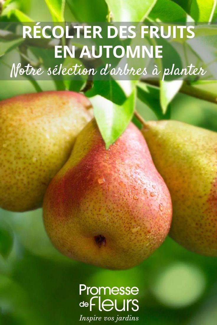 pear tree