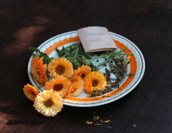 How to collect and store marigold seeds?