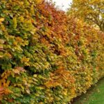 How to rejuvenate an old hornbeam hedge?