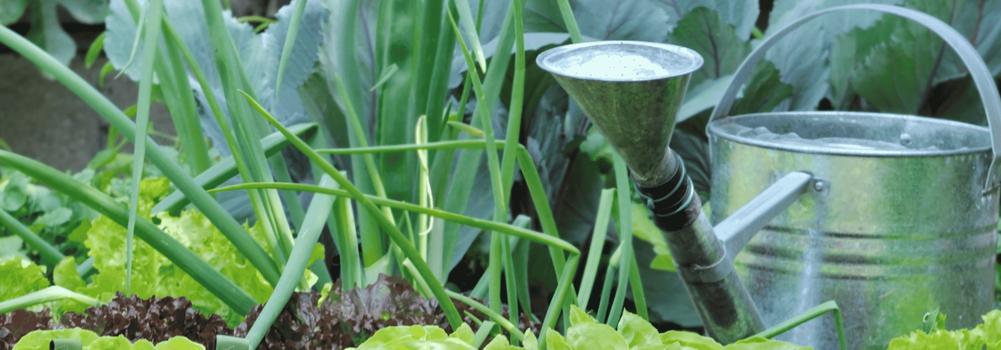What if tap water was holding back vegetable growth in the garden?