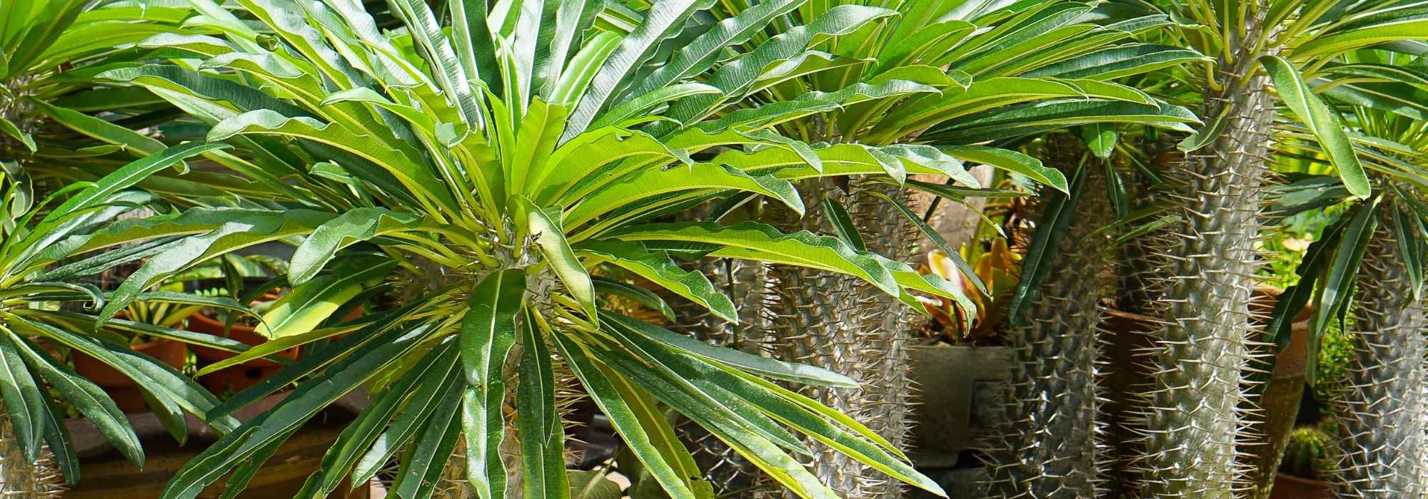 How to care for Madagascar palms indoors?