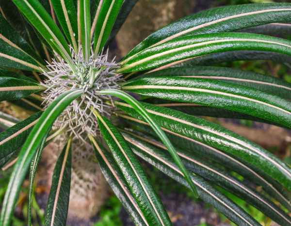 How to repot or handle a Madagascar palm without getting pricked?
