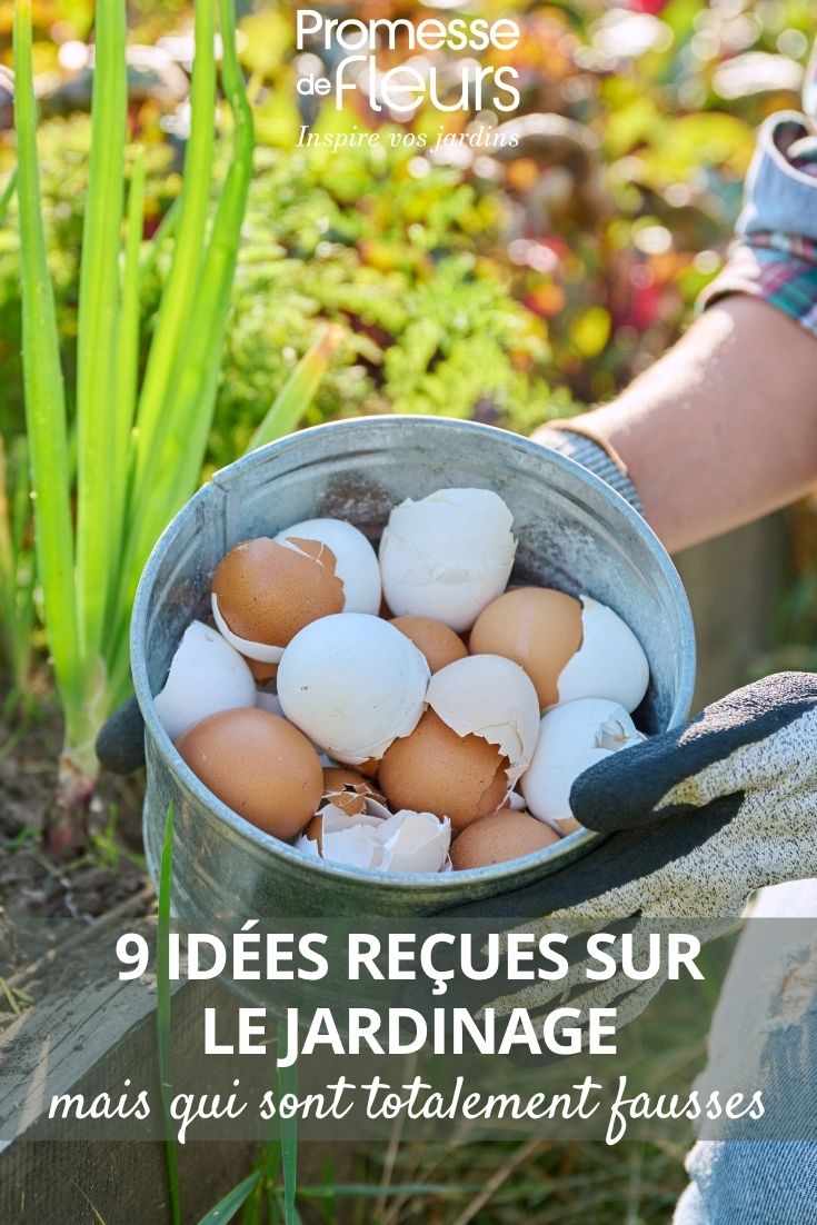 Eggshells in the garden