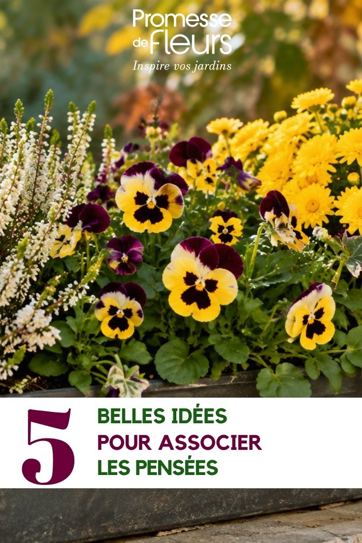 Pansy flowers in a planter box
