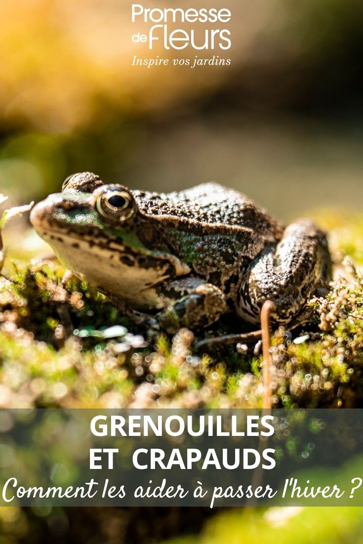 a toad in the garden