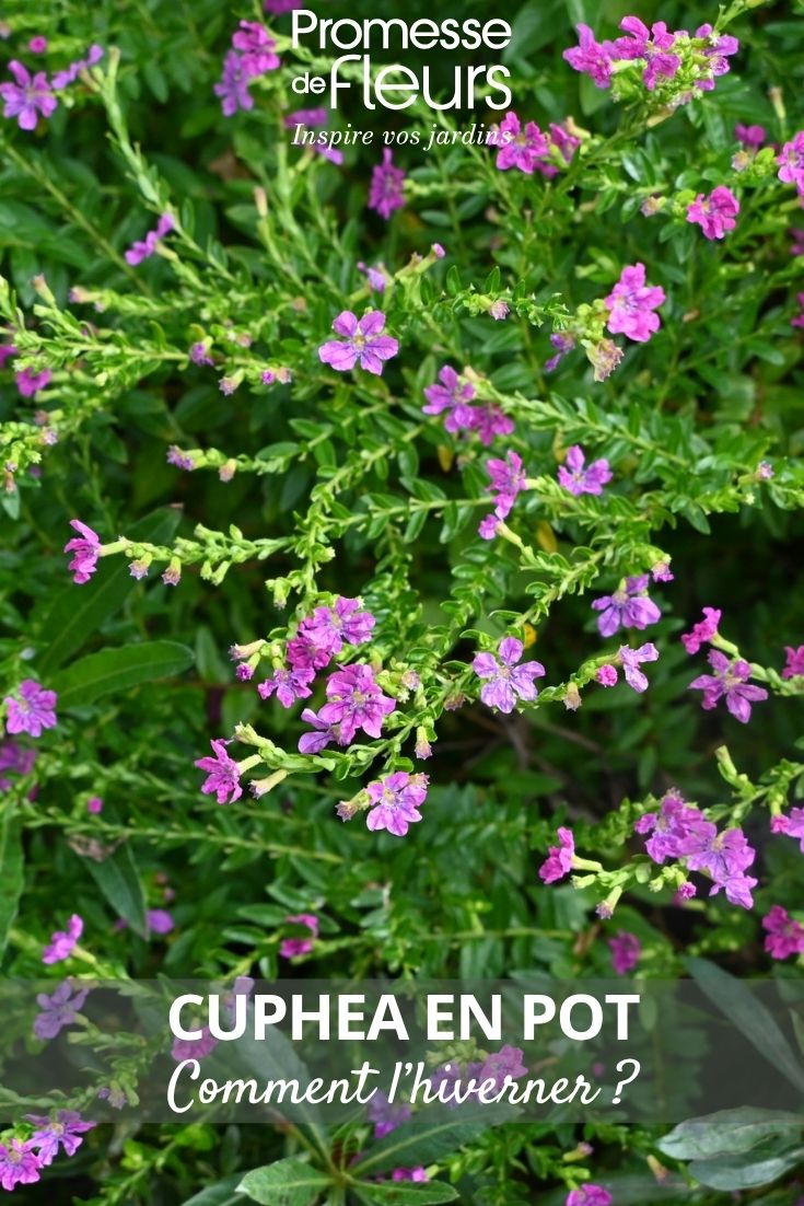 cuphea flowers