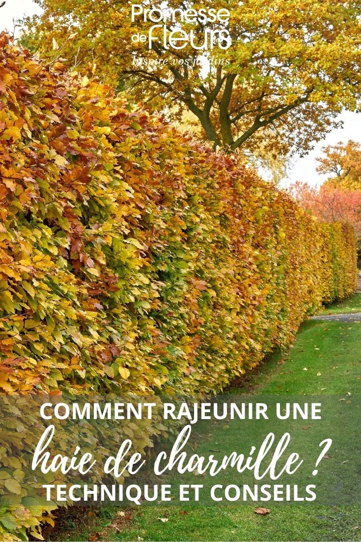 Carpinus betulus hedge