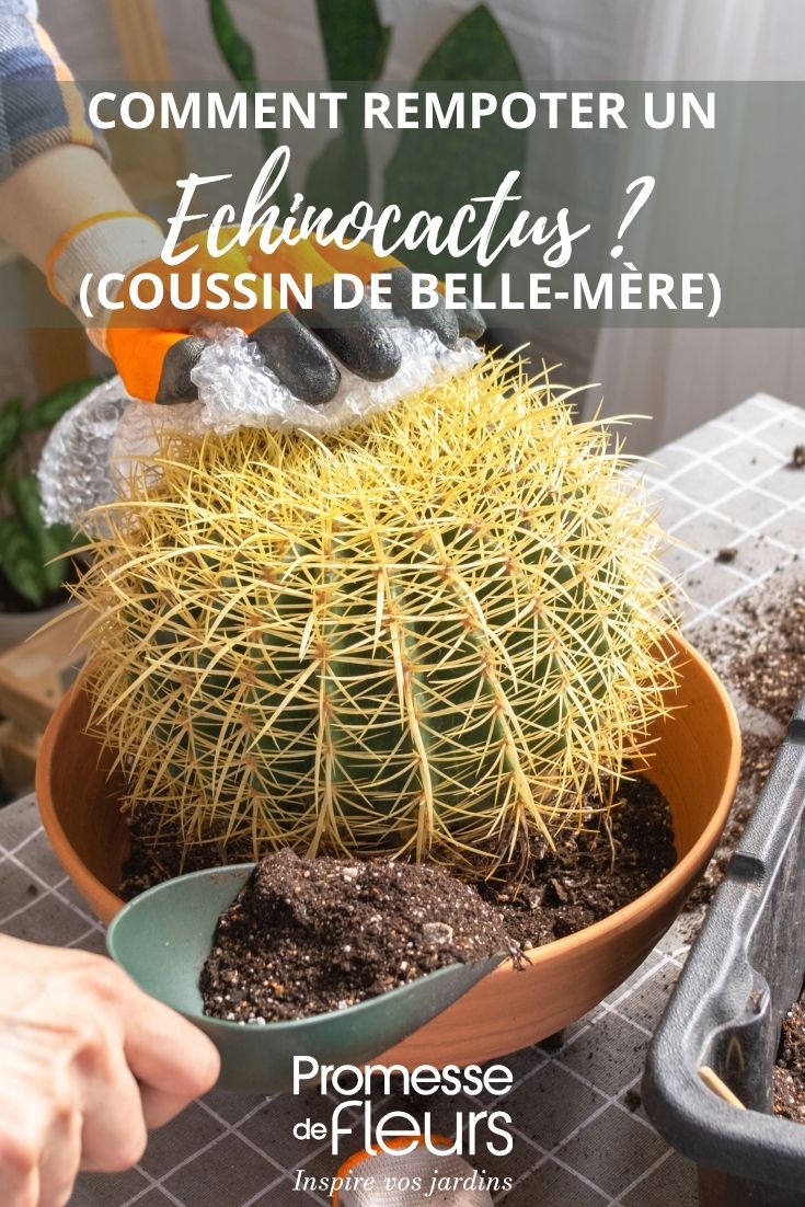 Repotting Echinocactus