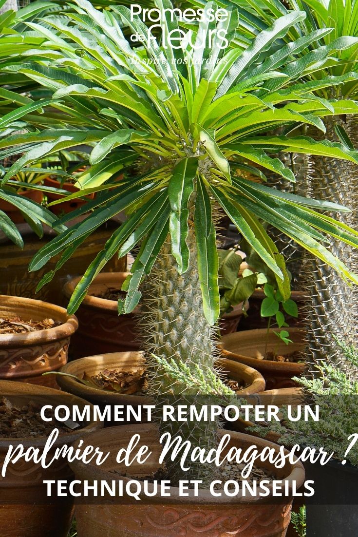Madagascar palm in a pot