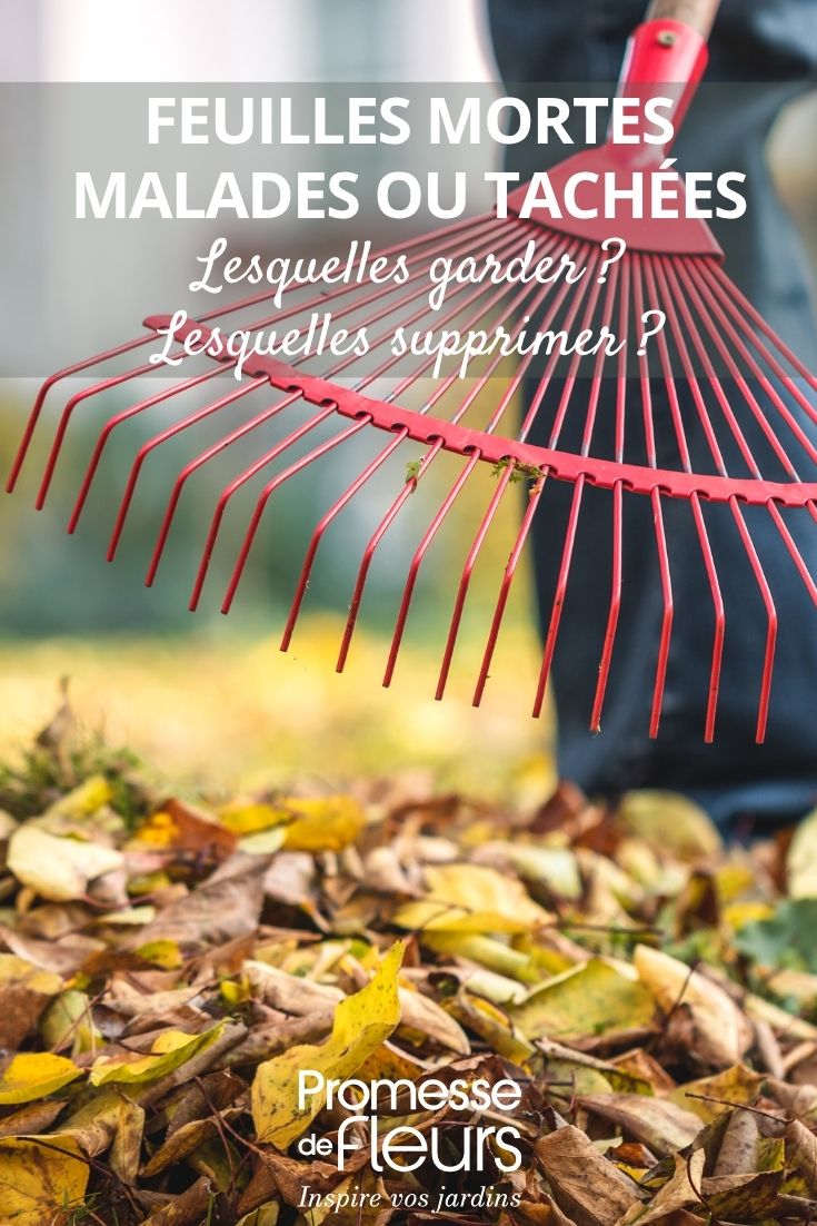 Collecting fallen leaves
