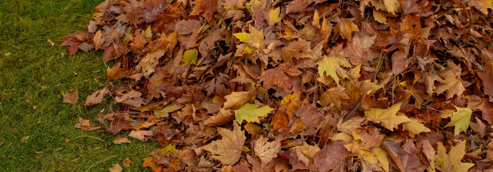 Diseased or spotted dead leaves: which ones to keep? Which ones to remove?