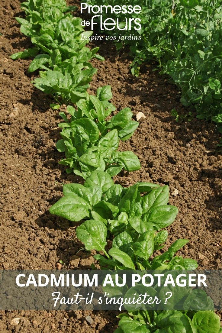 Photo of a vegetable garden
