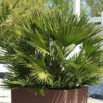 When and how to repot a dwarf fan palm?