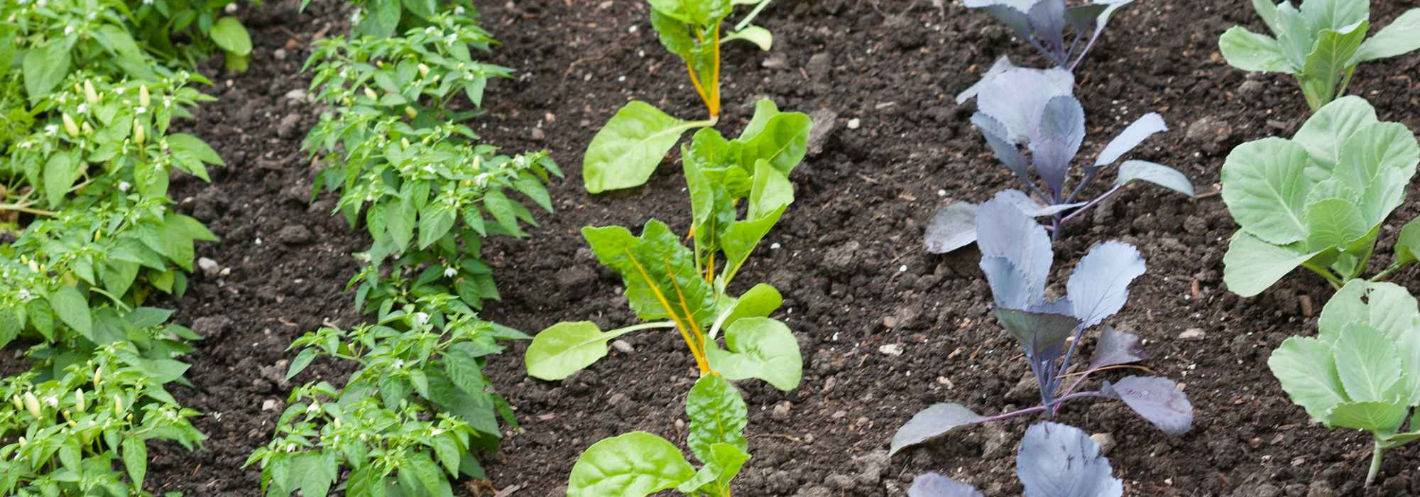 Cadmium in the vegetable garden: should you be concerned?