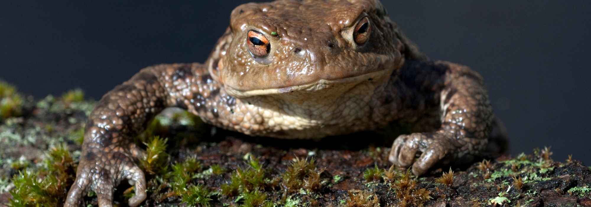 How to help frogs and toads through the winter?