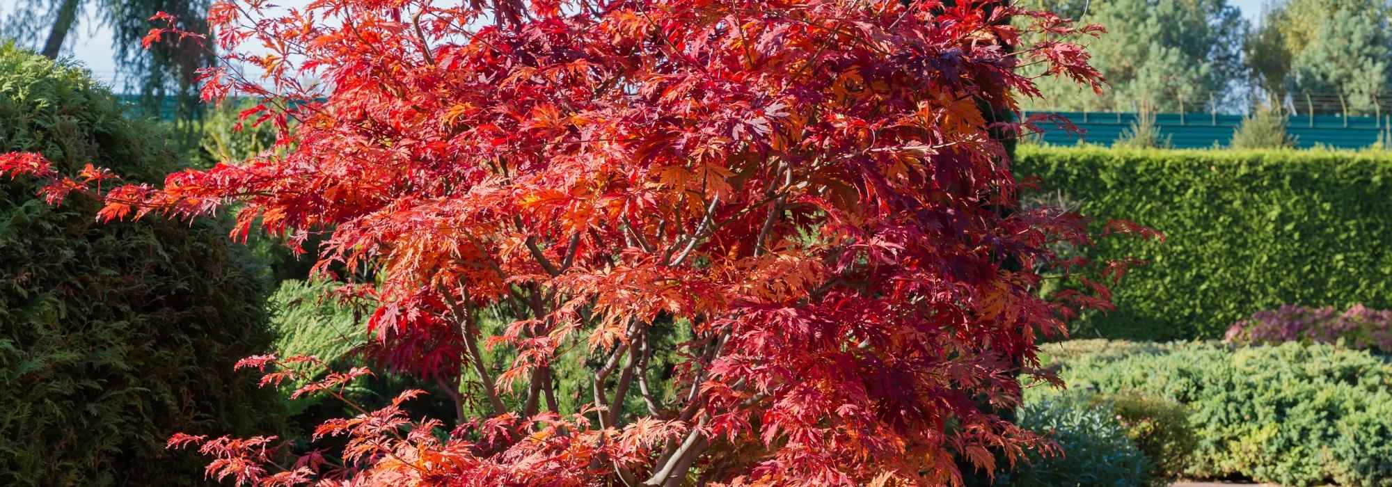 Which Japanese maples can tolerate sun?