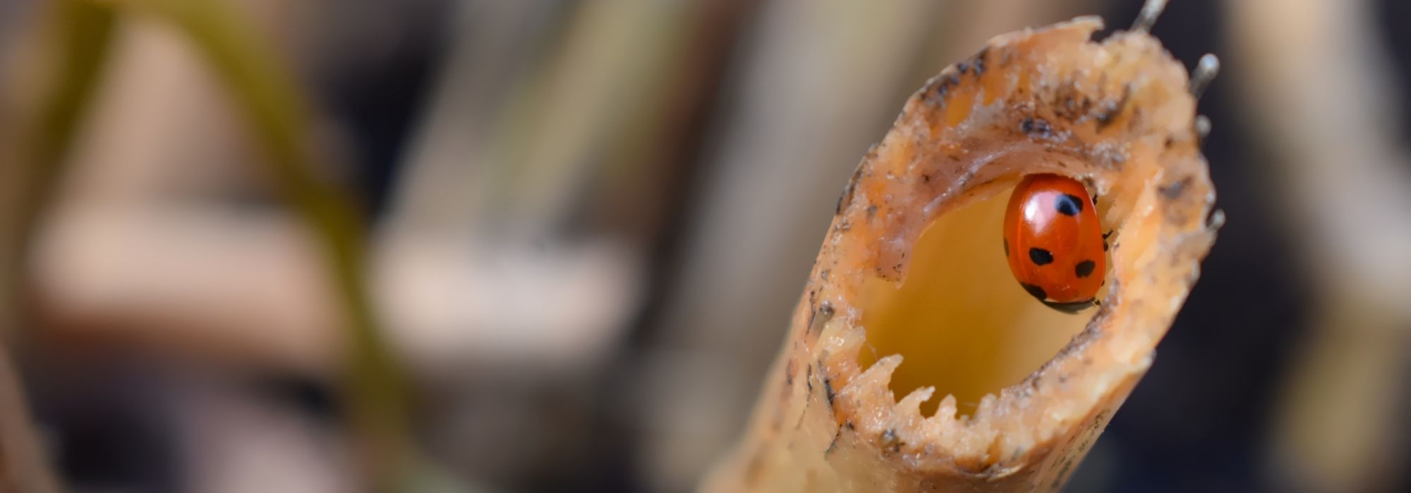 How to create wildlife shelters with garden waste in autumn?