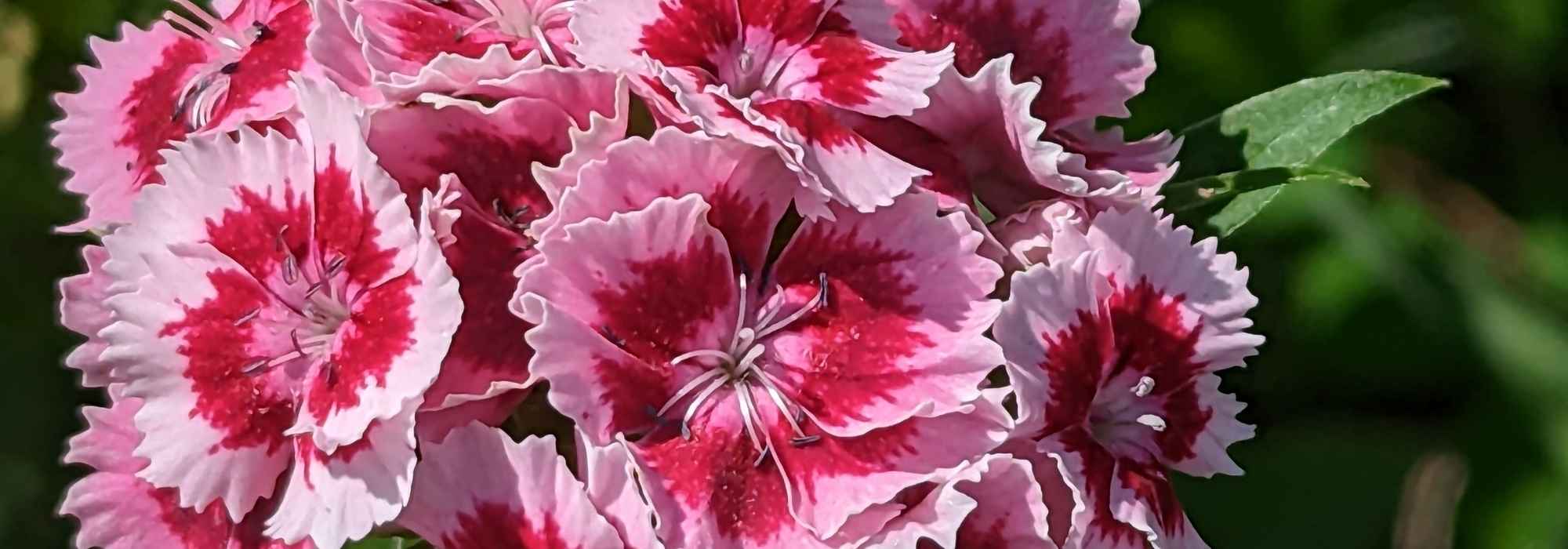 Rediscover our grandparents' plants!