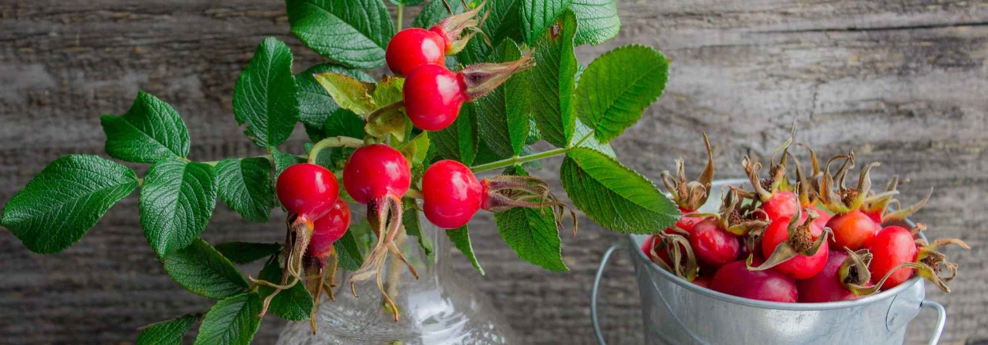 Rose hips: multiple uses, from table to garden