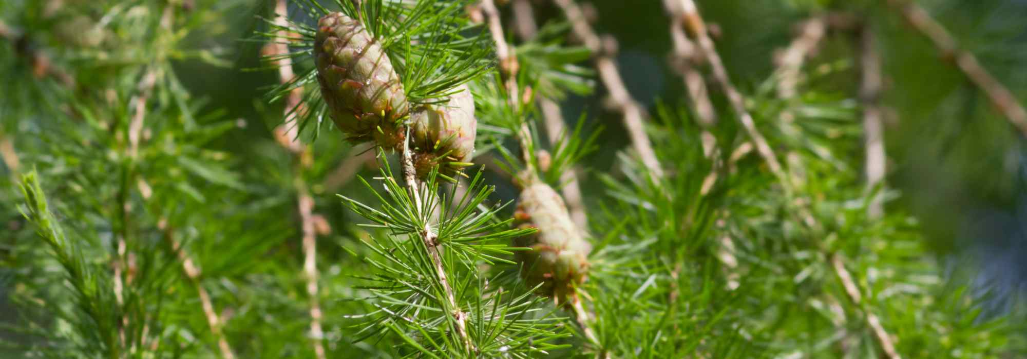 Larch, Larix: planting, pruning and care