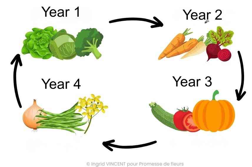 crop rotation vegetable garden