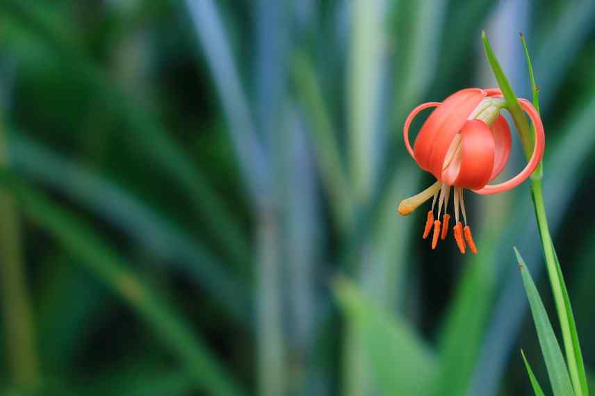 lily not blooming why