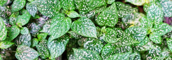 Hypoestes phyllostachya – Freckle Plant: Everything You Need to Know