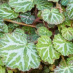 Indoor Saxifrage: Growing and care
