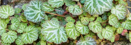 Indoor Saxifrage: Growing and care