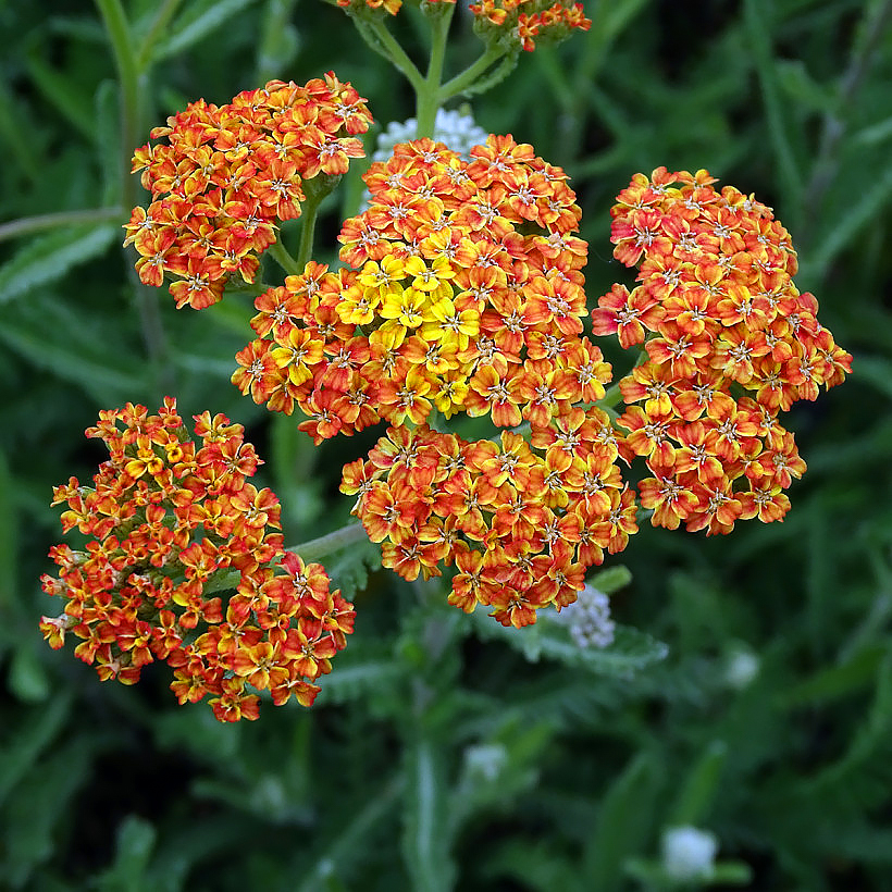 Yellow and orange Achillea