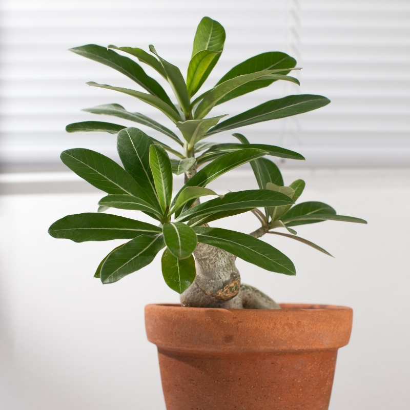 Adenium - Desert rose plant