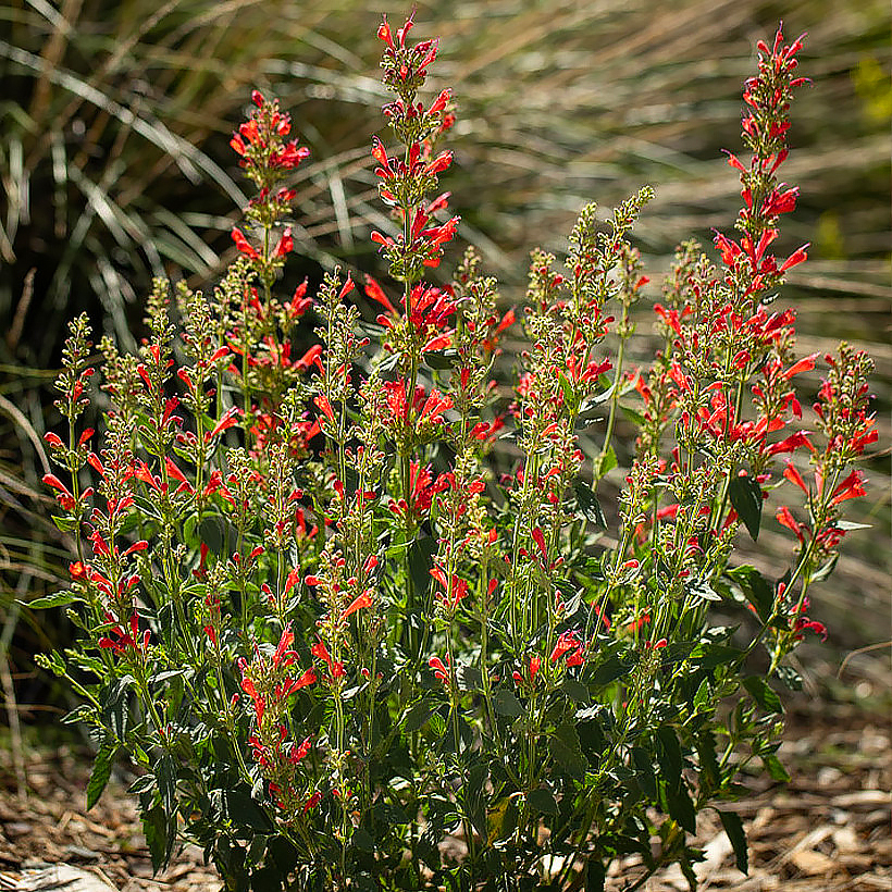 Red Agastache