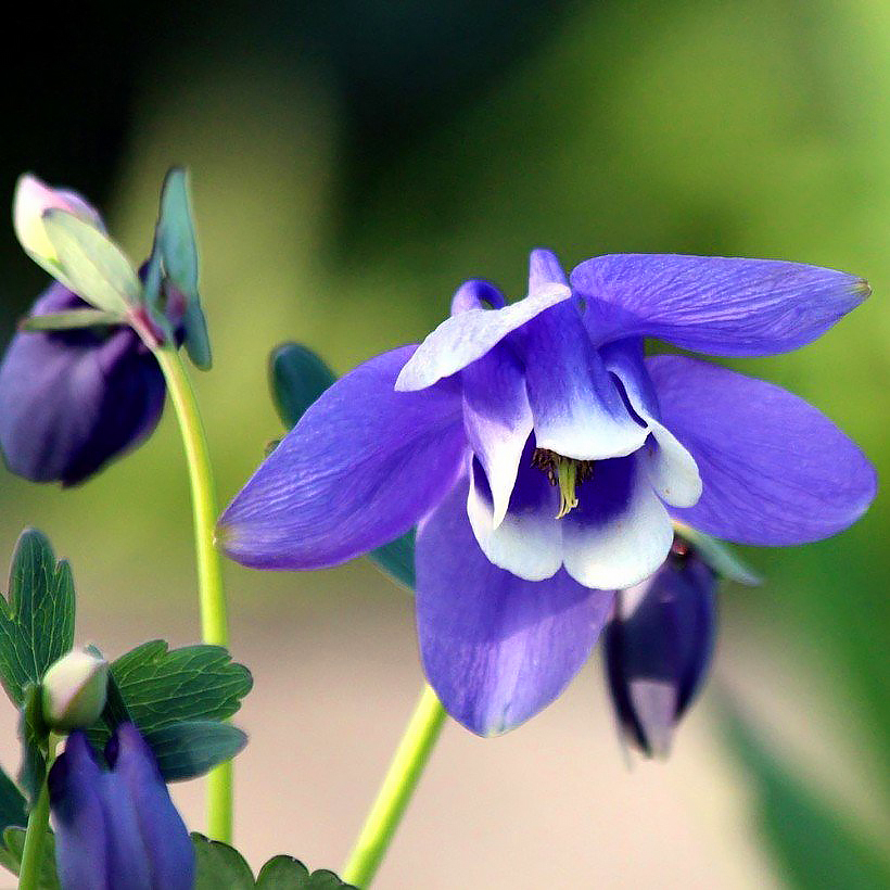 Blue Aquilegia