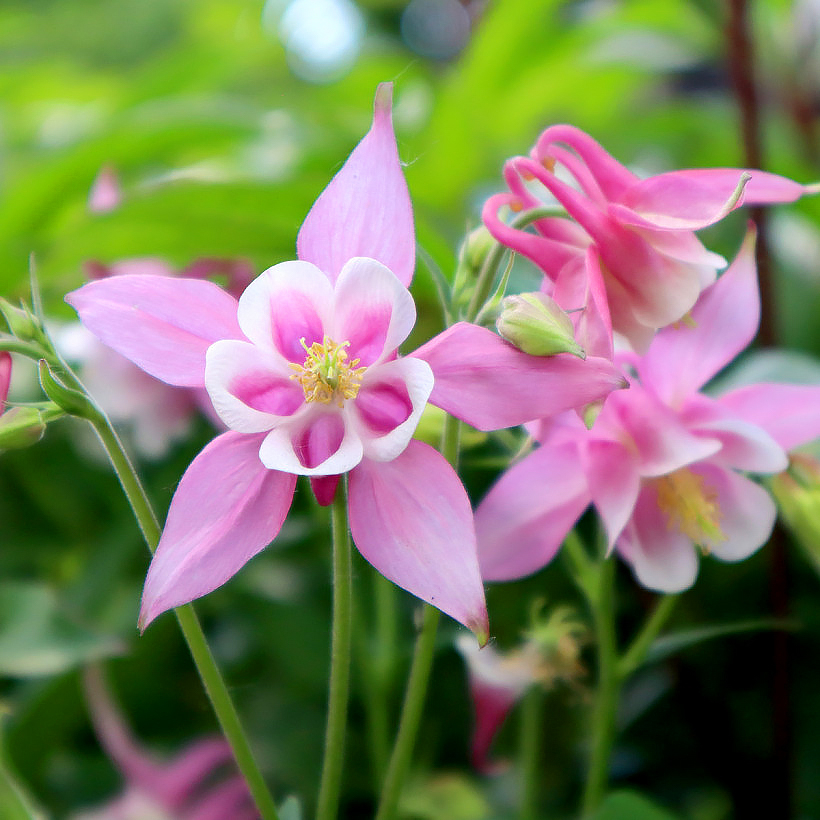 Pink Aquilegia