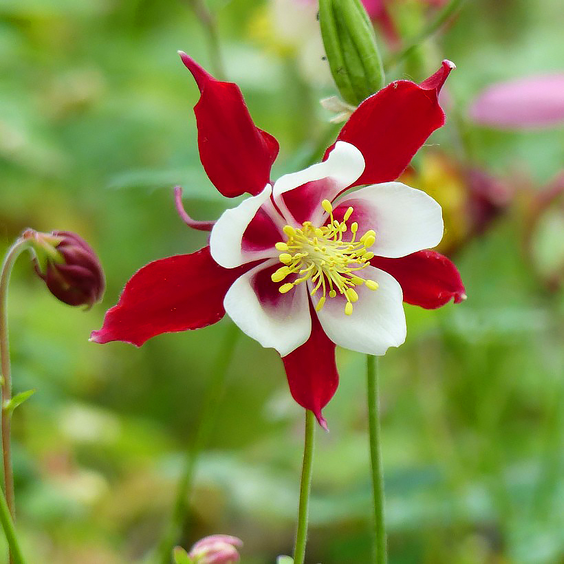 Red Aquilegia