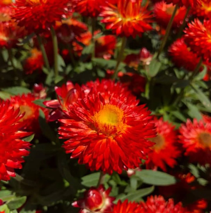 Bracteanthea (Helichrysum)