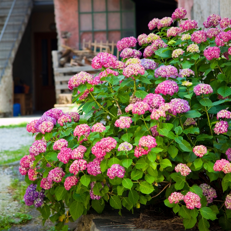 Bushes for moist soil