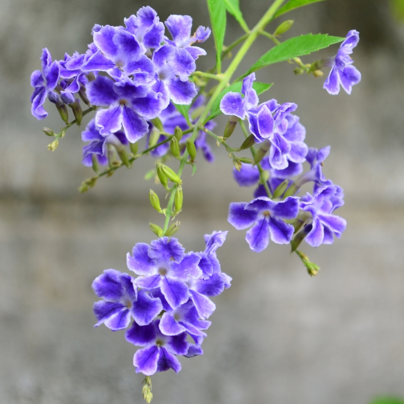 Exotic shrubs with blue flowers