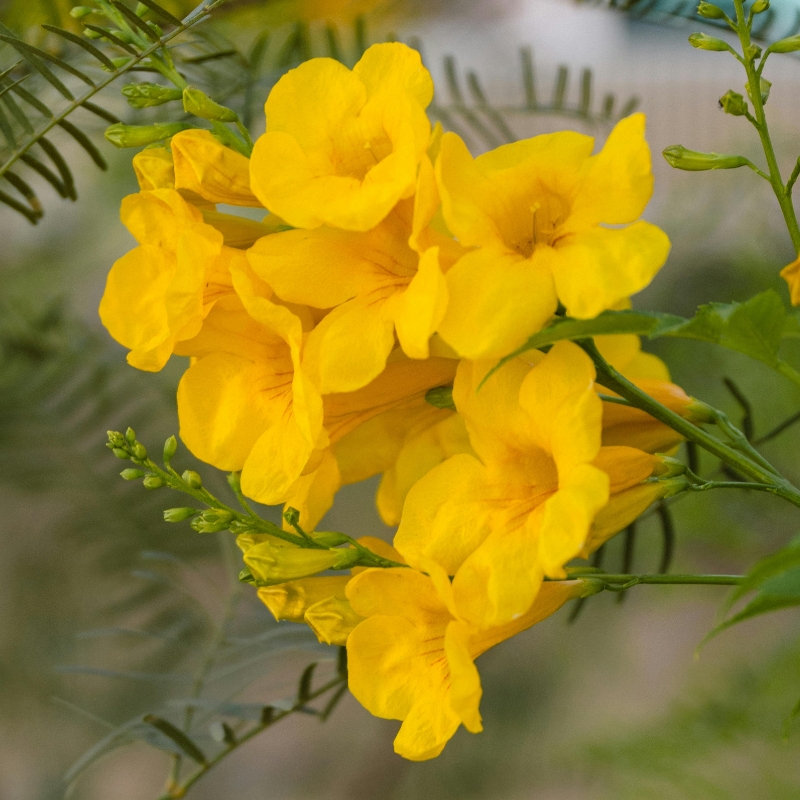 Exotic shrubs with yellow and orange flowers