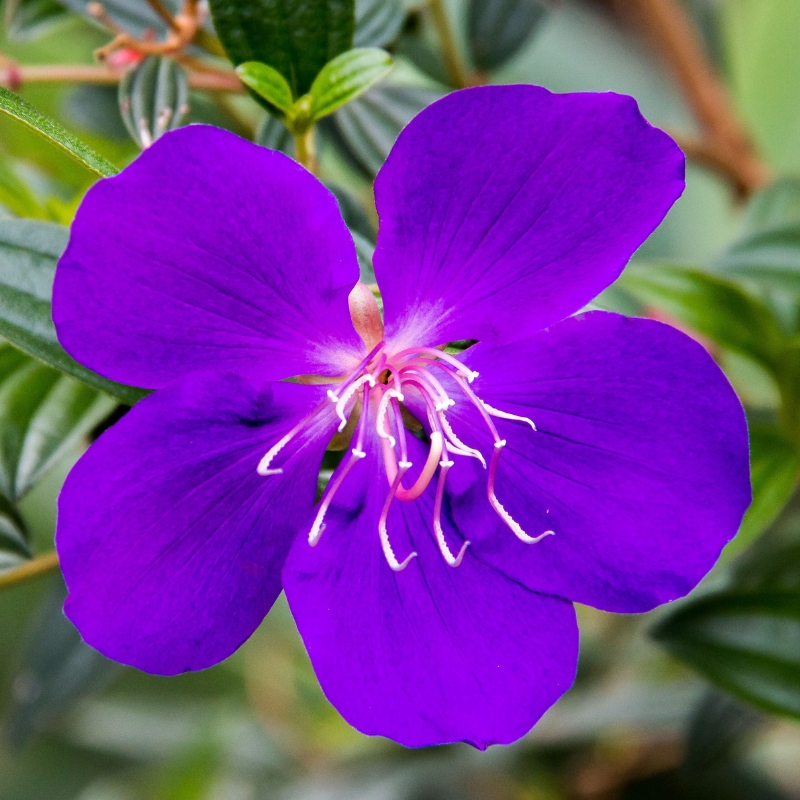 Exotic shrubs with violet and purple flowers
