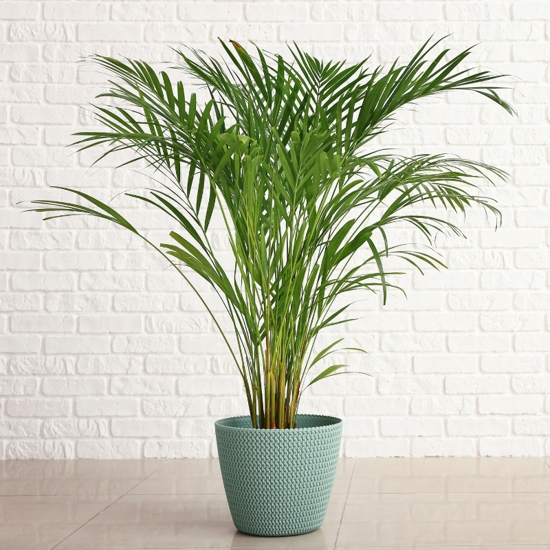Areca palm